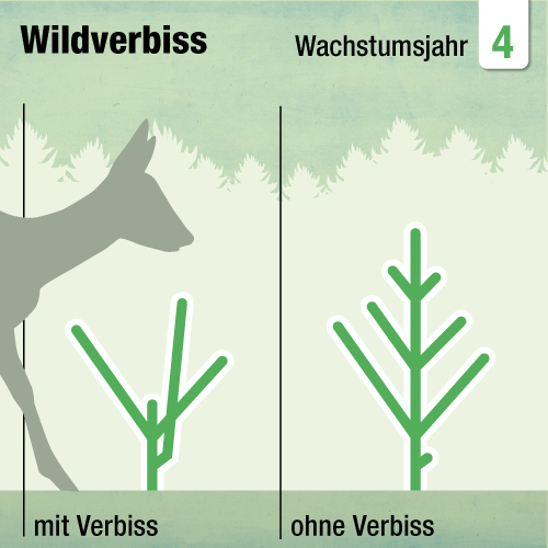 Video Vorschau. Das sind die Folgen von Wildverbiss